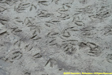 goose tracks