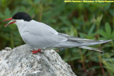 arctic tern with fish