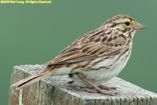 savannah sparrow