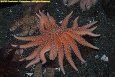 sea star