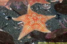 sea star