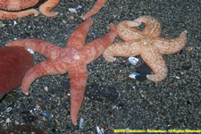 sea stars