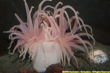 anemone