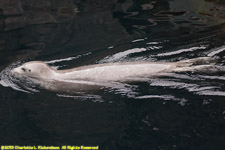 Stellar sea lion