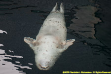 harbor seal