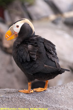 tufted puffin