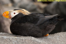 tufted puffin