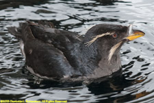 rhinoceros auklet swimming