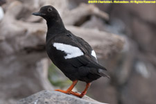 guillemot