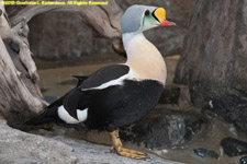 king eider drake