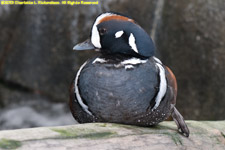 harlequin duck