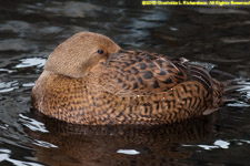 king eider female