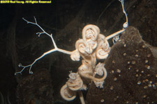 basket star