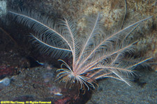 crinoid