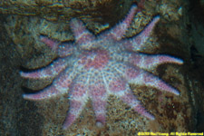 sea star