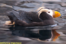 tufted puffin swimming