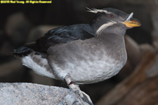 rhinoceros auklet