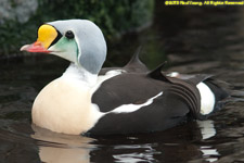 king eider drake swimming