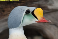 king eider drake closeup