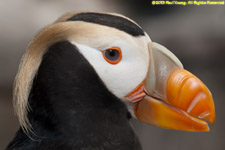 tufted puffin closeup