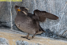 rhinoceros auklet